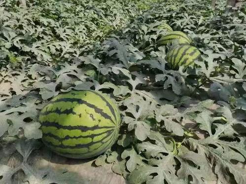 寿光商务小区吃瓜