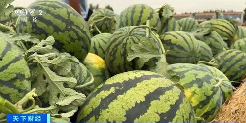 动力院李吃瓜,揭秘动力院内部趣闻轶事