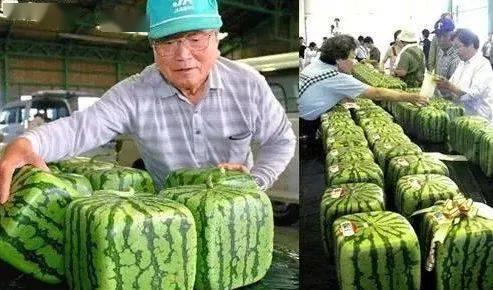 日本富人才吃的哈密瓜,奢华哈密瓜的尊贵之旅