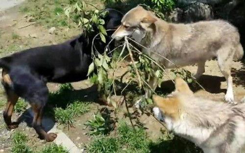 恶犬吃瓜怎么吃,解锁独特美味新姿势