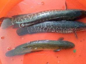 黑鱼视频吃瓜,揭秘网络热点背后的真相