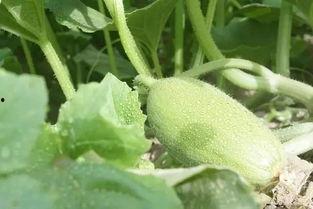 吃新疆瓜拉肚子,揭秘瓜果美味背后的健康隐患