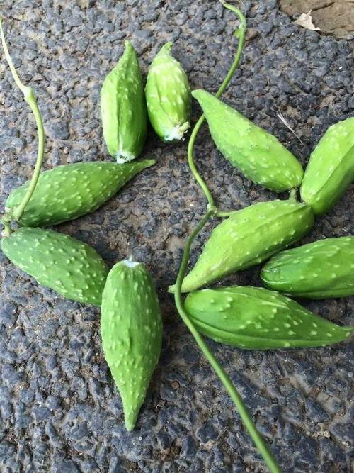 带你吃瓜野生挖掘,带你吃瓜野生挖掘背后的故事