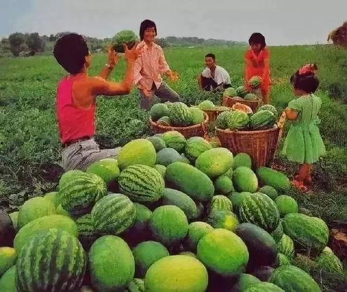 吃瓜该带什么,解锁夏日消暑美食攻略