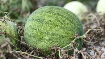 兰州学院 吃瓜,揭秘校园里的“吃瓜”文化现象