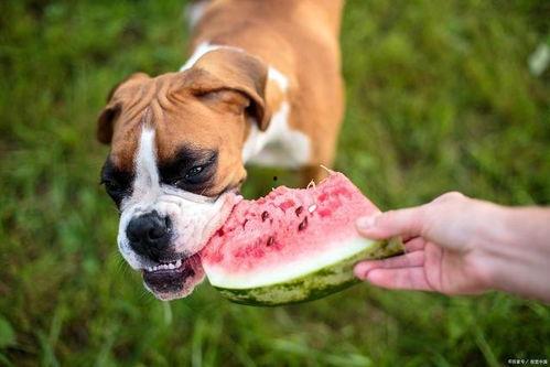 狗狗大罗罗吃瓜,大罗罗的瓜田奇遇记