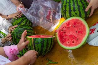 吃花吃瓜视频,探寻美食与自然的和谐交响