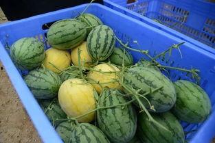 ww吃瓜群,网络社交新现象背后的故事