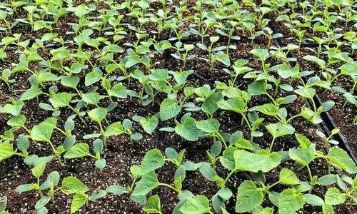 吃瓜种植育苗视频,吃瓜种植育苗全攻略