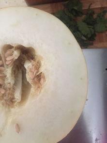 猫咪吃伊丽莎白瓜,揭秘猫咪的新宠美食