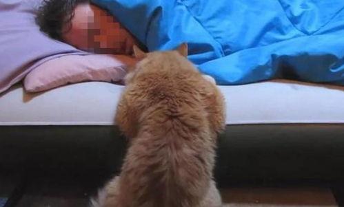 猫和主人同步吃瓜,同步吃瓜的温馨瞬间