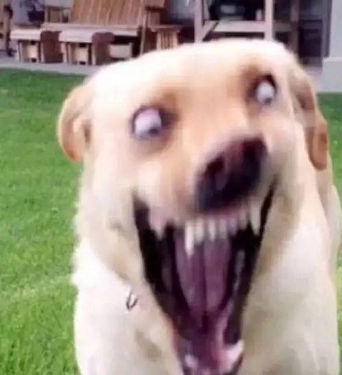 吃瓜的狗表情包,笑翻网友的幽默神器