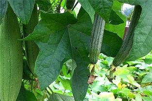 水瓜怎样吃,探索健康美味的烹饪之道