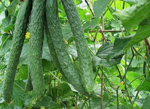 种得梨瓜怎么吃,从种植到餐桌的美食之旅