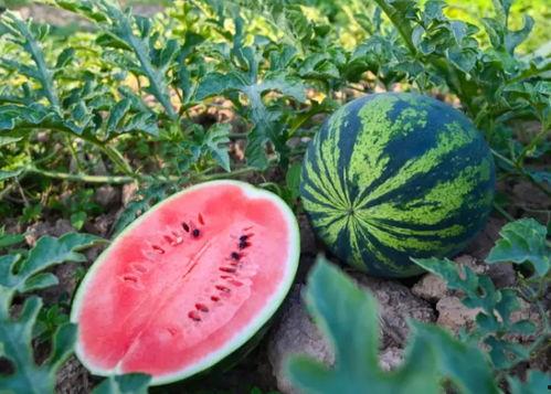 夏季南方常吃的瓜,南方夏季特色瓜类大盘点