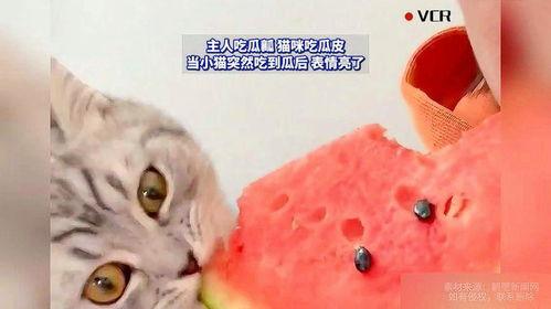 为什么猫会吃瓜,猫吃瓜背后的科学奥秘
