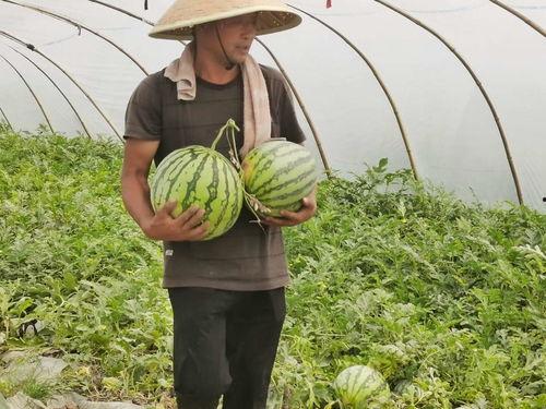 市民公园吃瓜,共享清凉时光