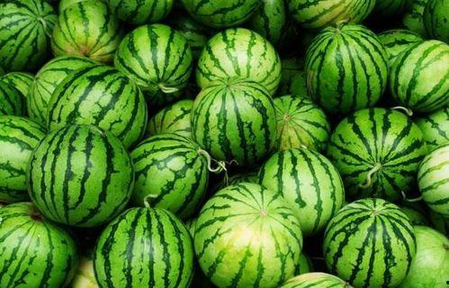 夏季吃瓜照,瓜果飘香，夏日吃瓜瞬间回顾