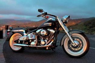 哈雷吃瓜,揭秘娱乐圈的“瓜田”风云