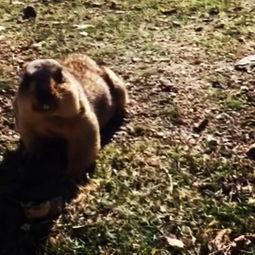 旱獭吃瓜头像,趣味横生的生态瞬间