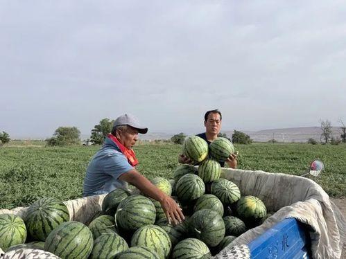 六库吃瓜,揭秘吃瓜群众的狂欢盛宴